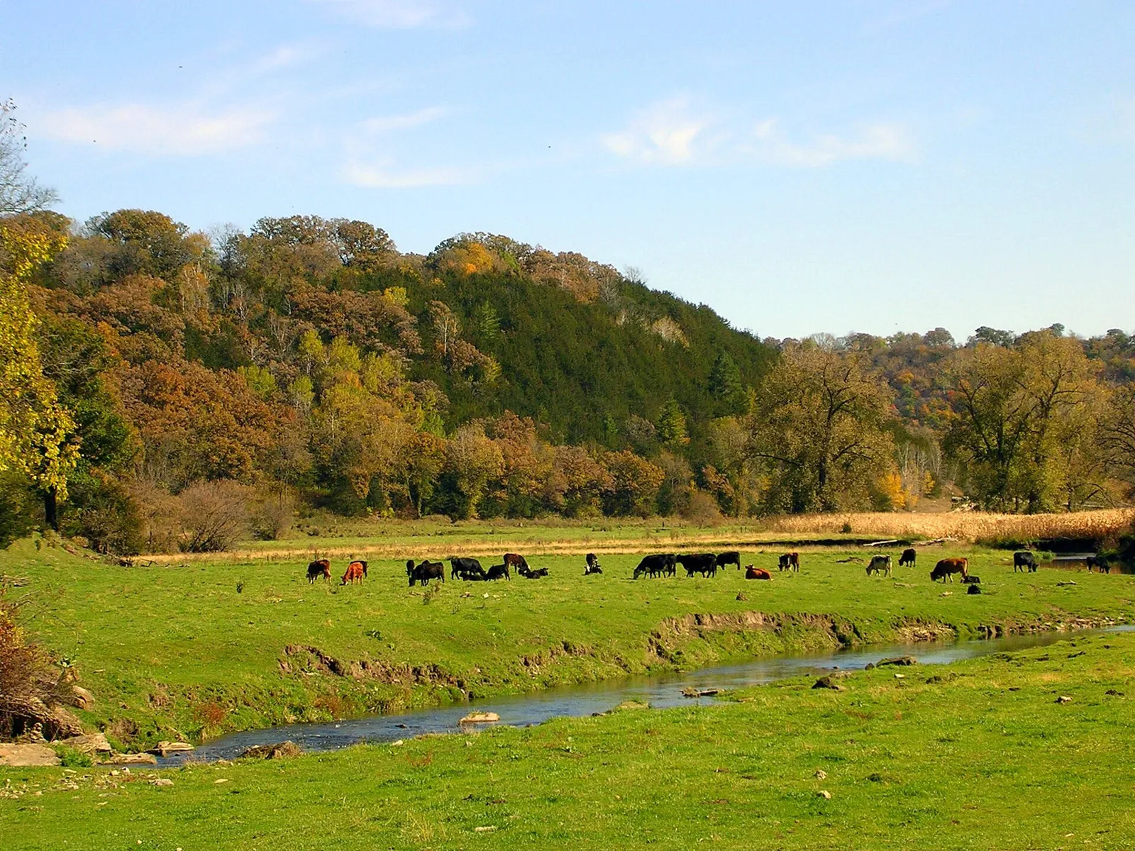 Cattle grazing in a pasture in Fillmore County, Minnesota.