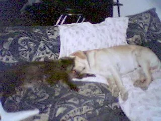 A dog and cat resting together at home