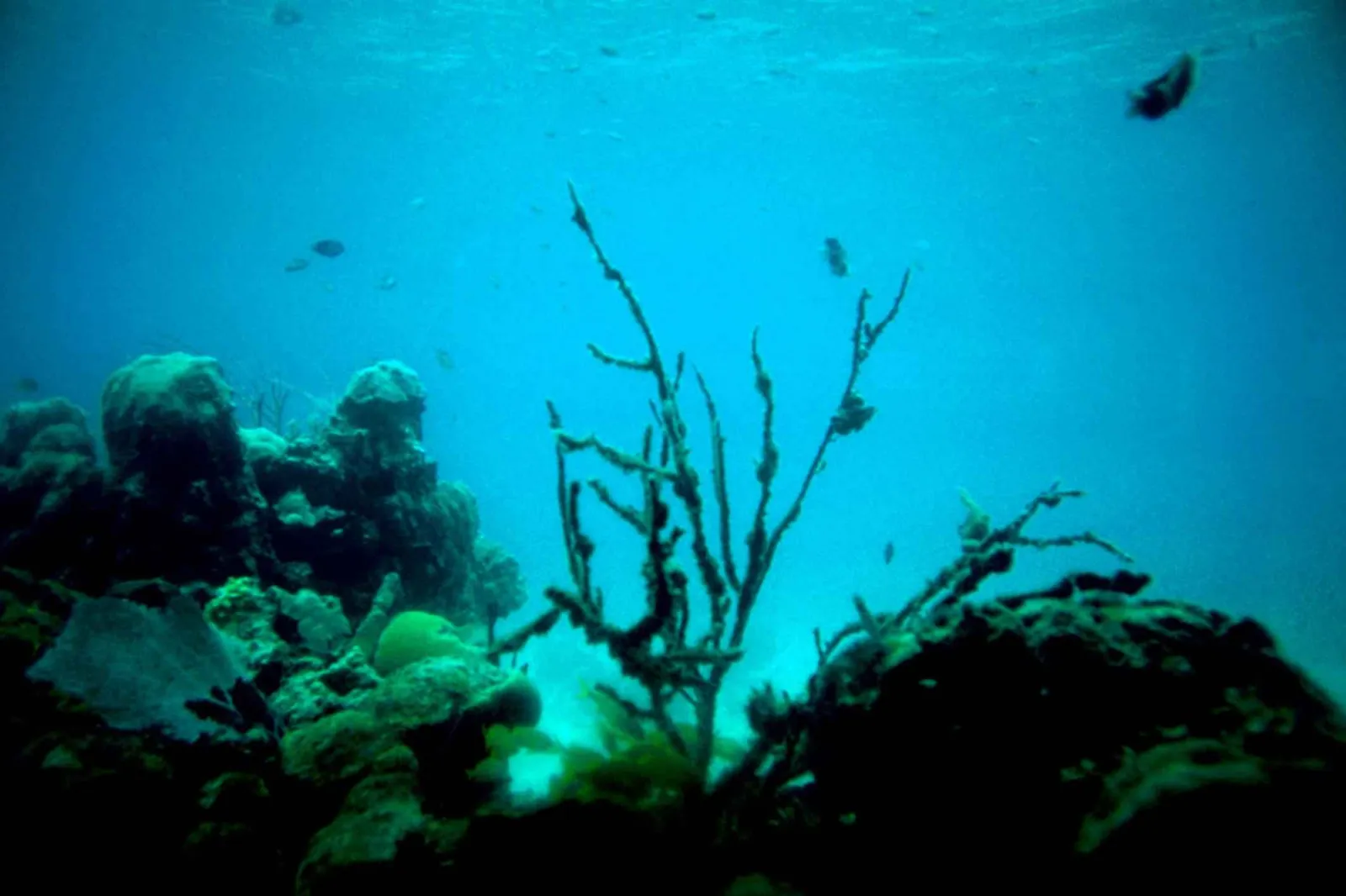 A coral reef beneath the ocean surface.