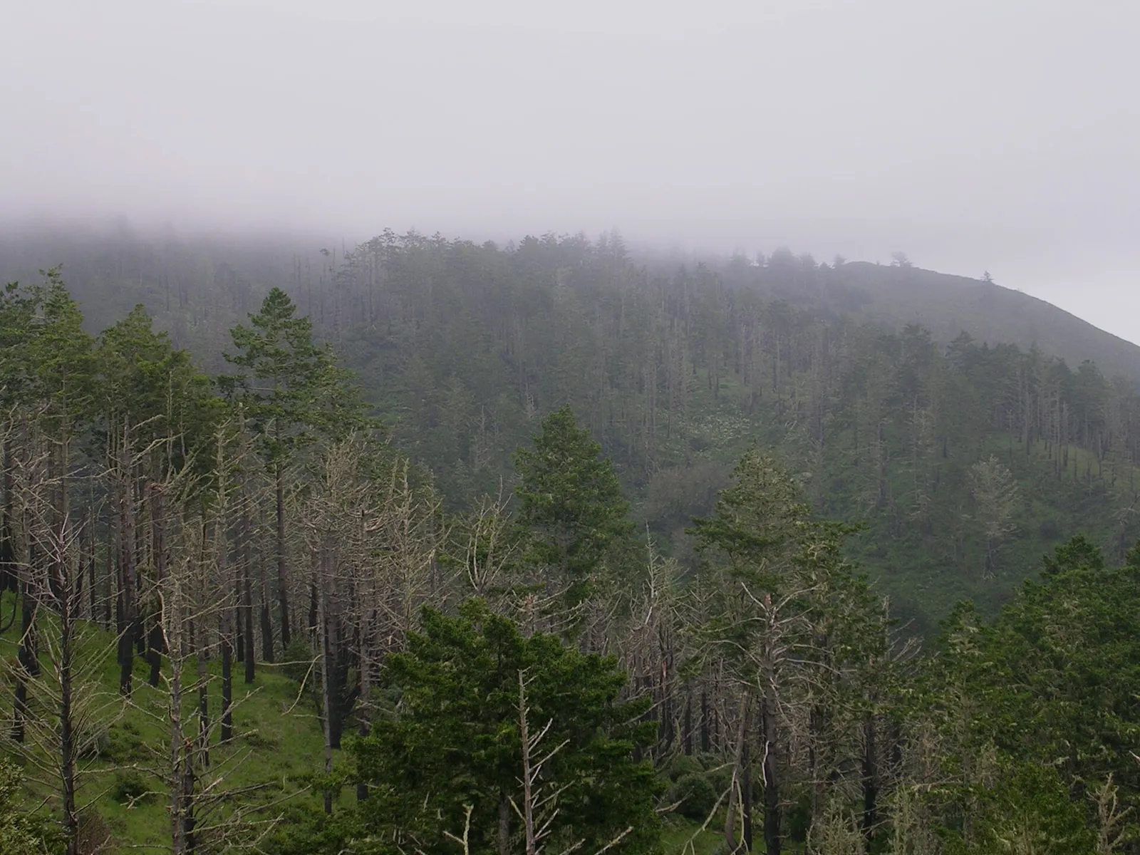 A forested hillside in California