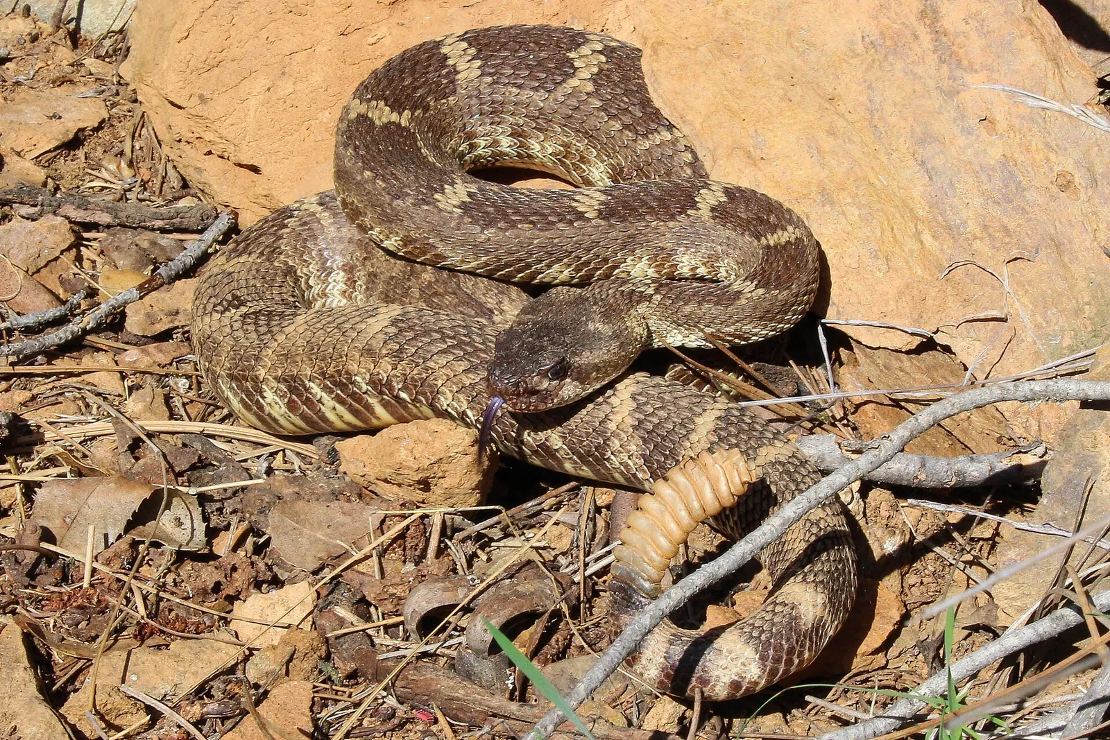 A Western rattlesnake (Crotalus oreganus), the species common in Southern California