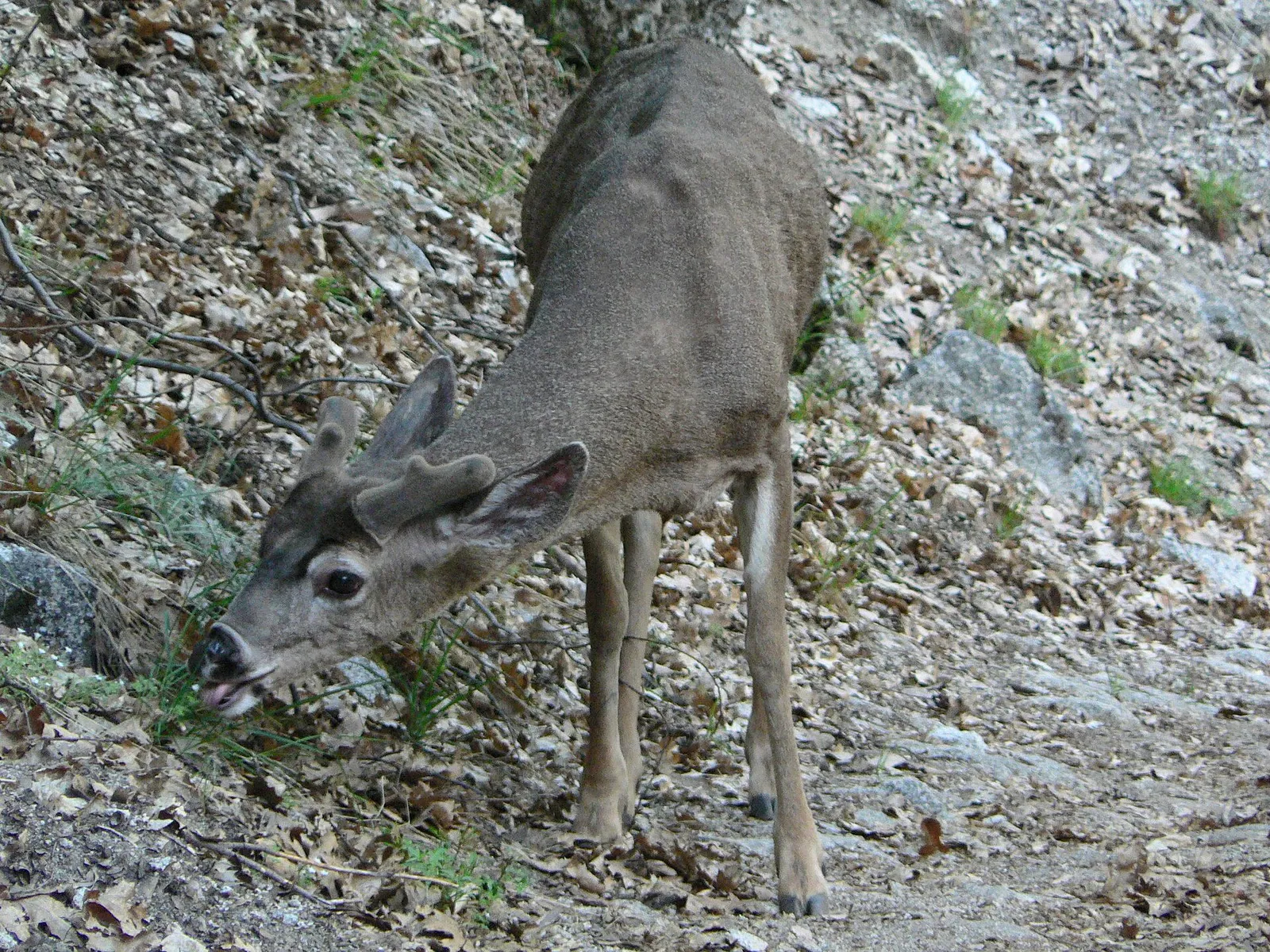 A mule deer, the species most often struck along U.S. 395