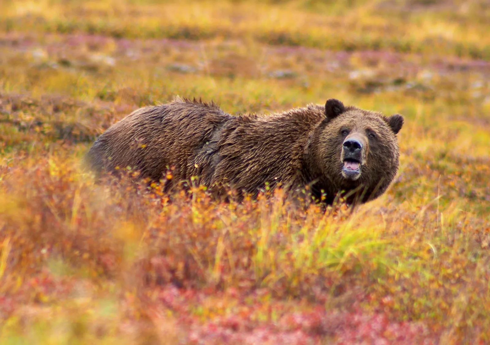 A grizzly bear