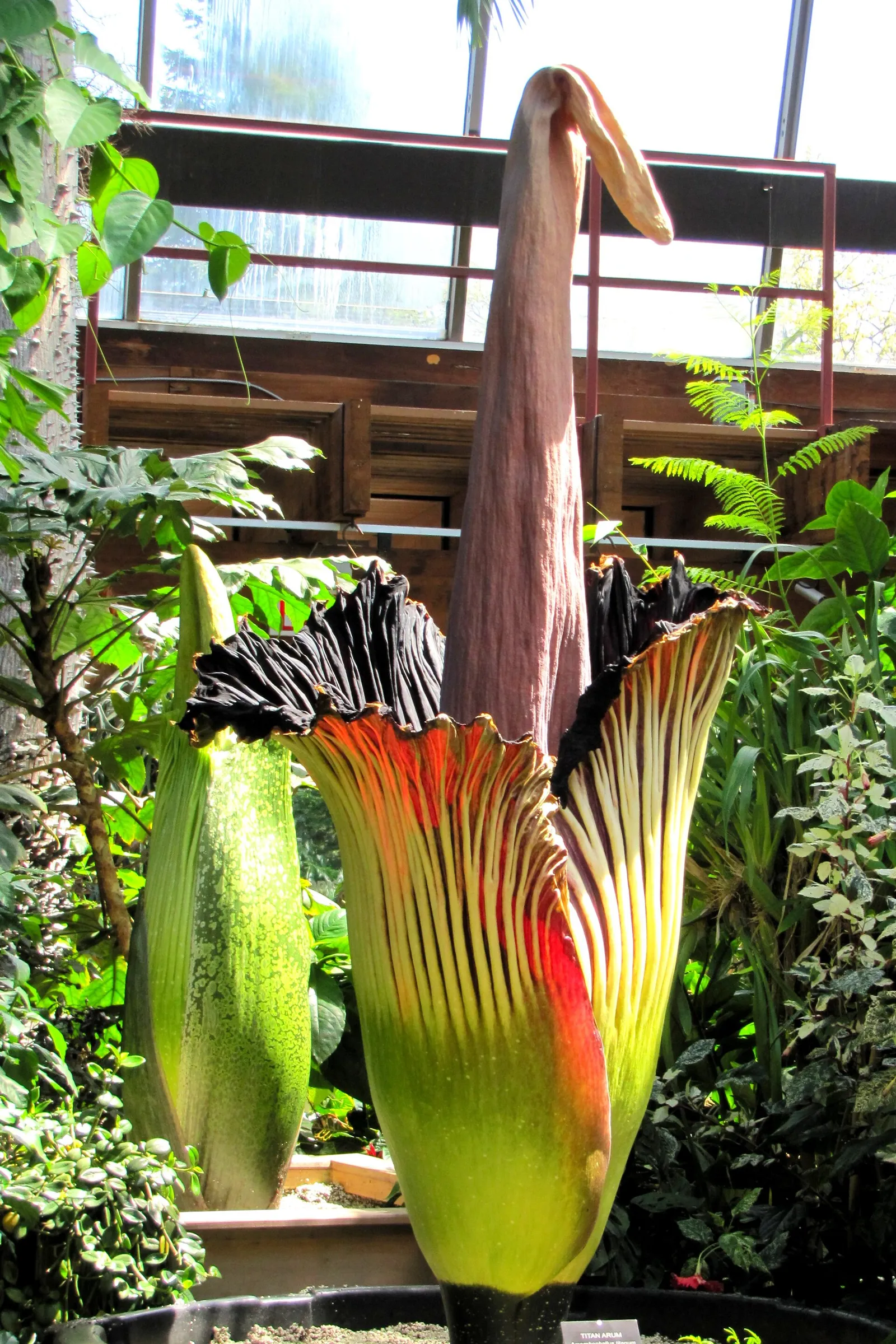 A titan arum, the plant known as the corpse flower, at a botanical greenhouse