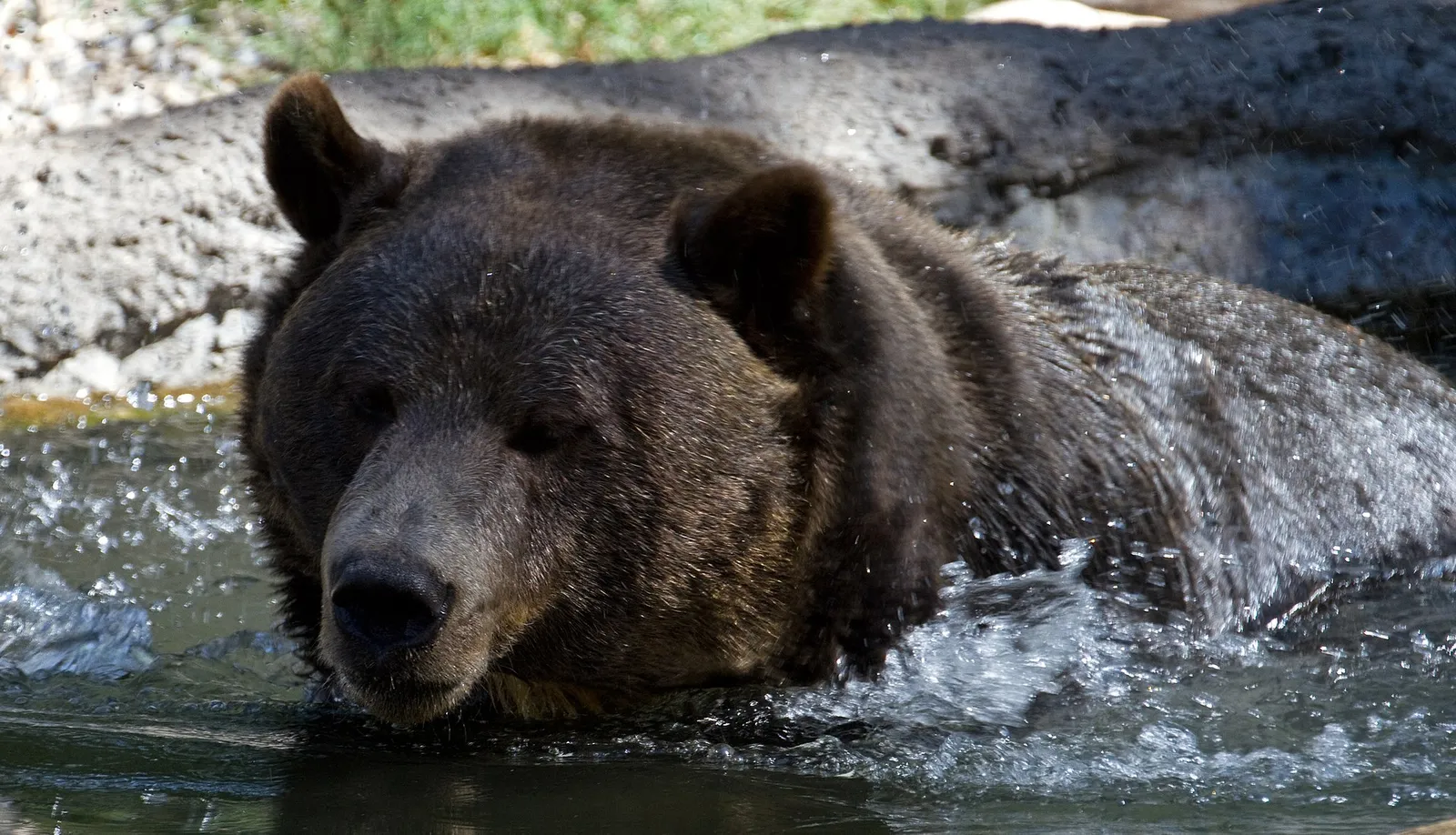 A grizzly bear in the wild.