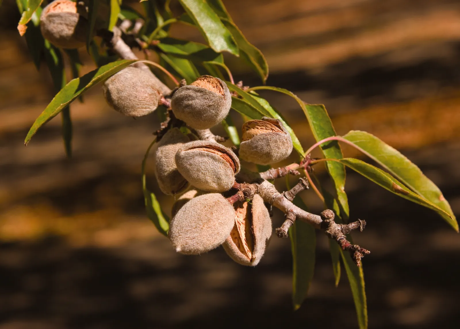 Almonds ripening on the tree in a California orchard