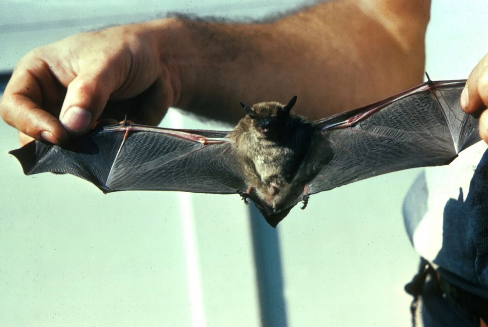 A little brown bat, a species common across North America.