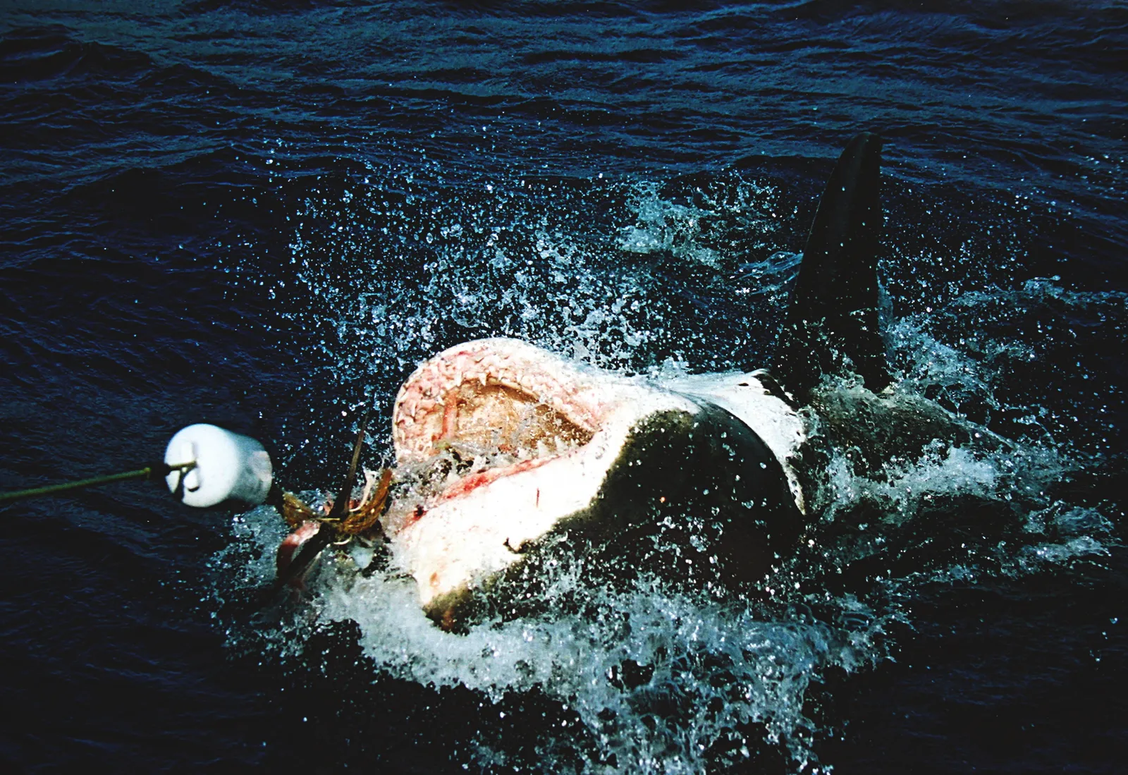 A great white shark swimming.