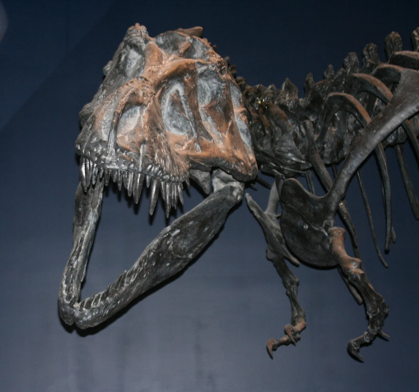 A mounted Tyrannosaurus rex skeleton on display