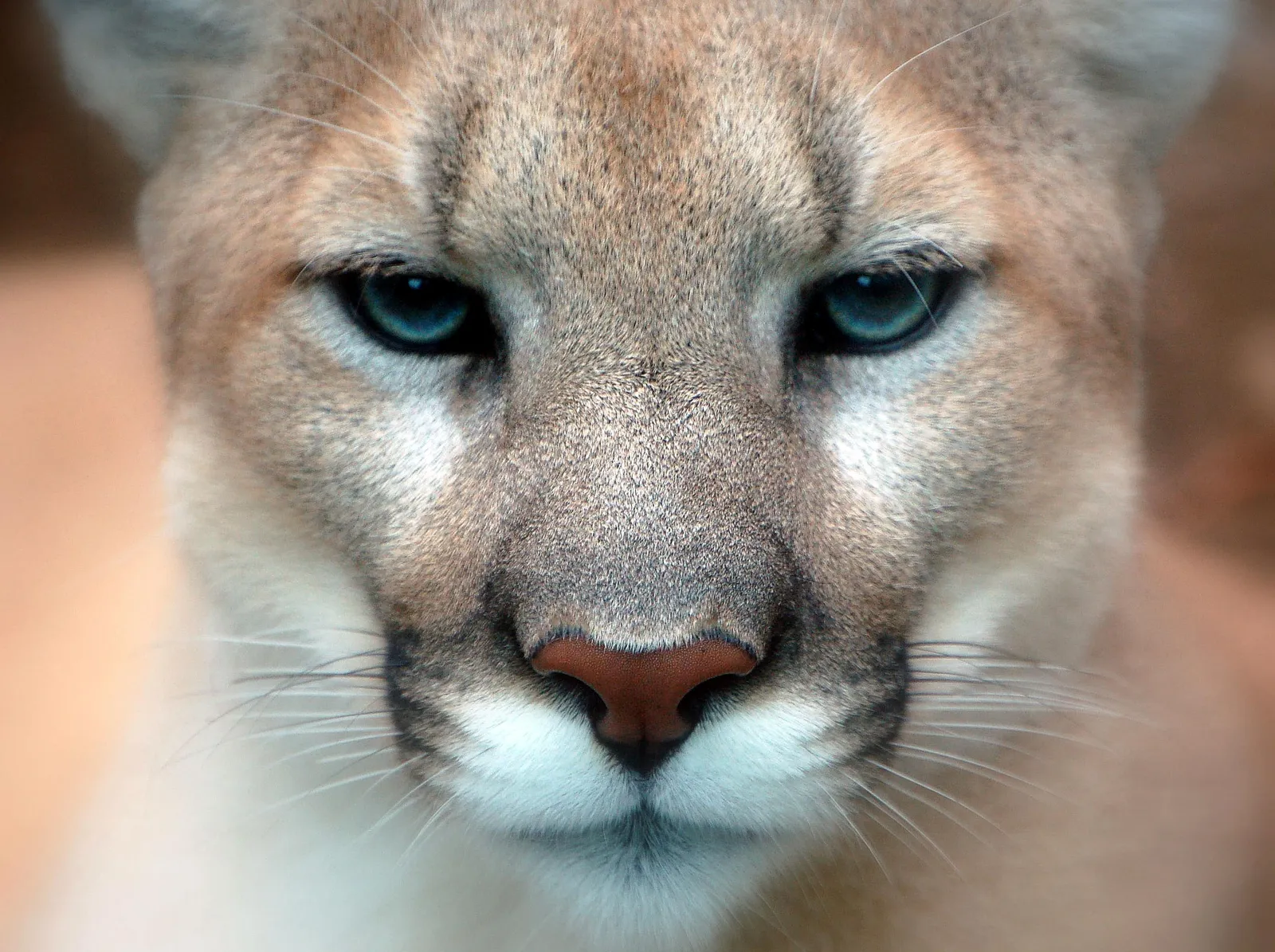 A mountain lion (cougar).