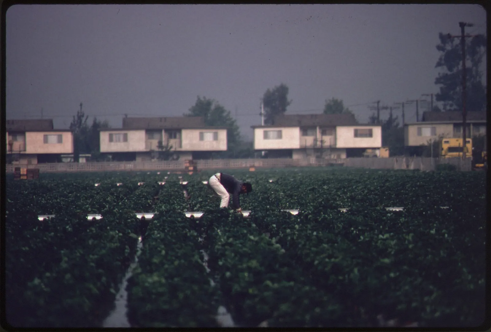 Land being developed for housing near Oxnard, California (file photo).