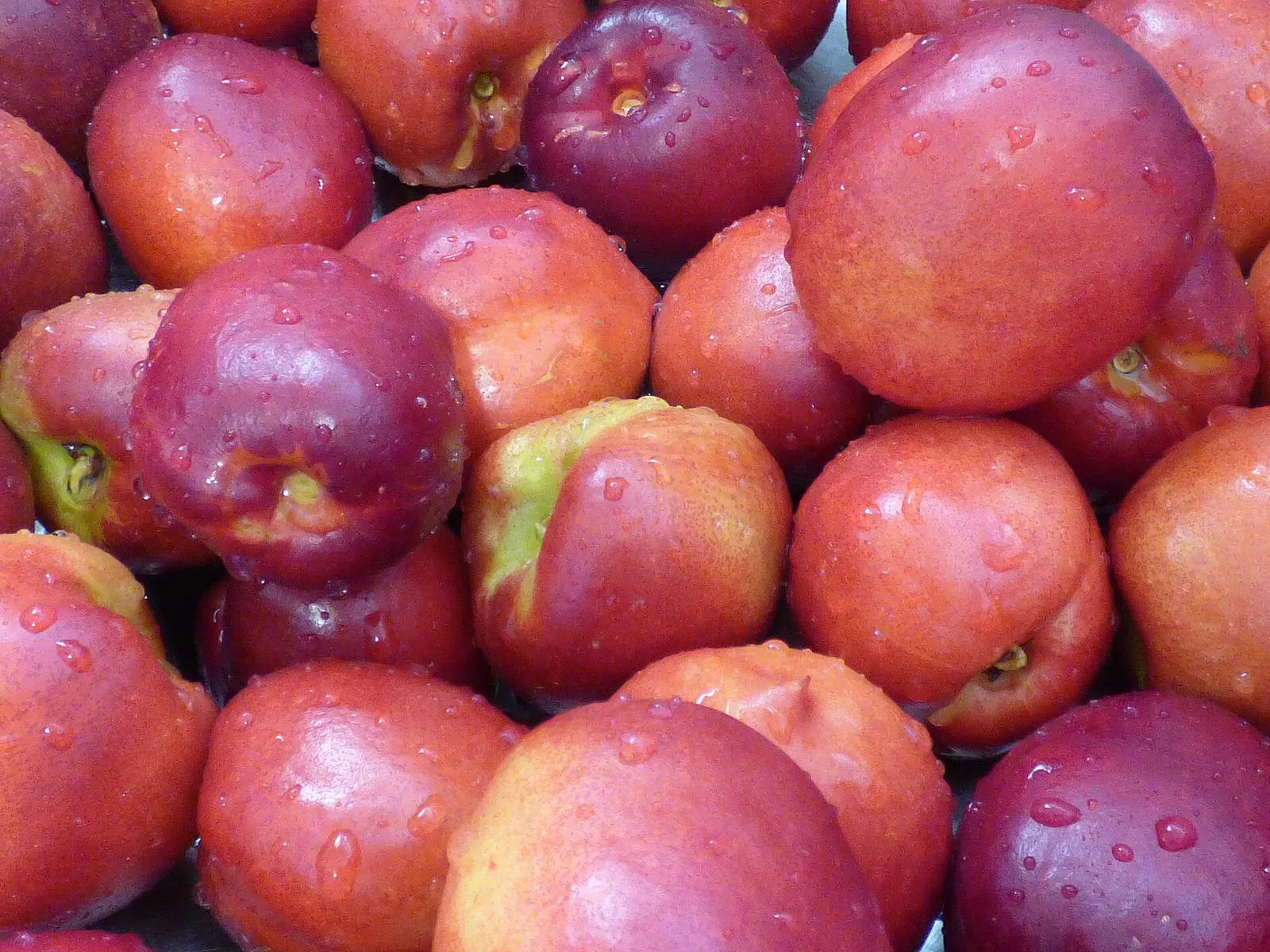 Ripe nectarines on the branch.
