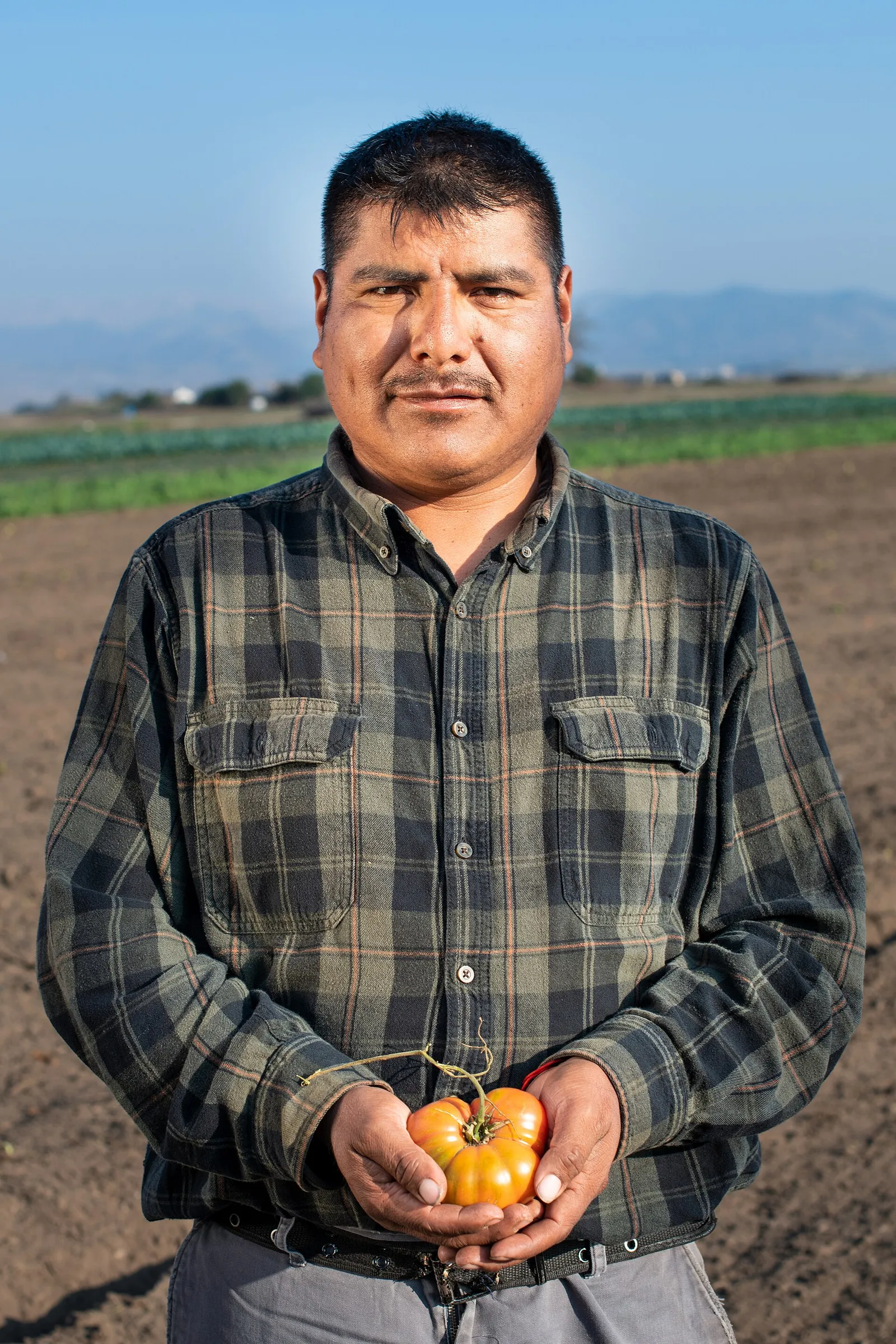 Farmworkers in a California field