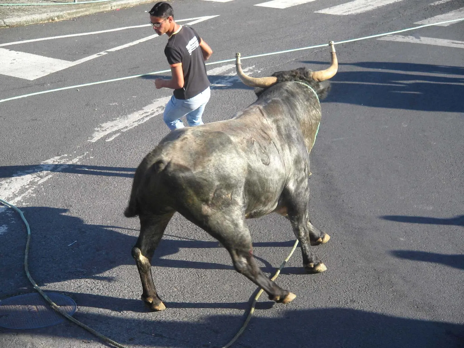 A bloodless Portuguese bull festival, the tourada a corda, in the Azores