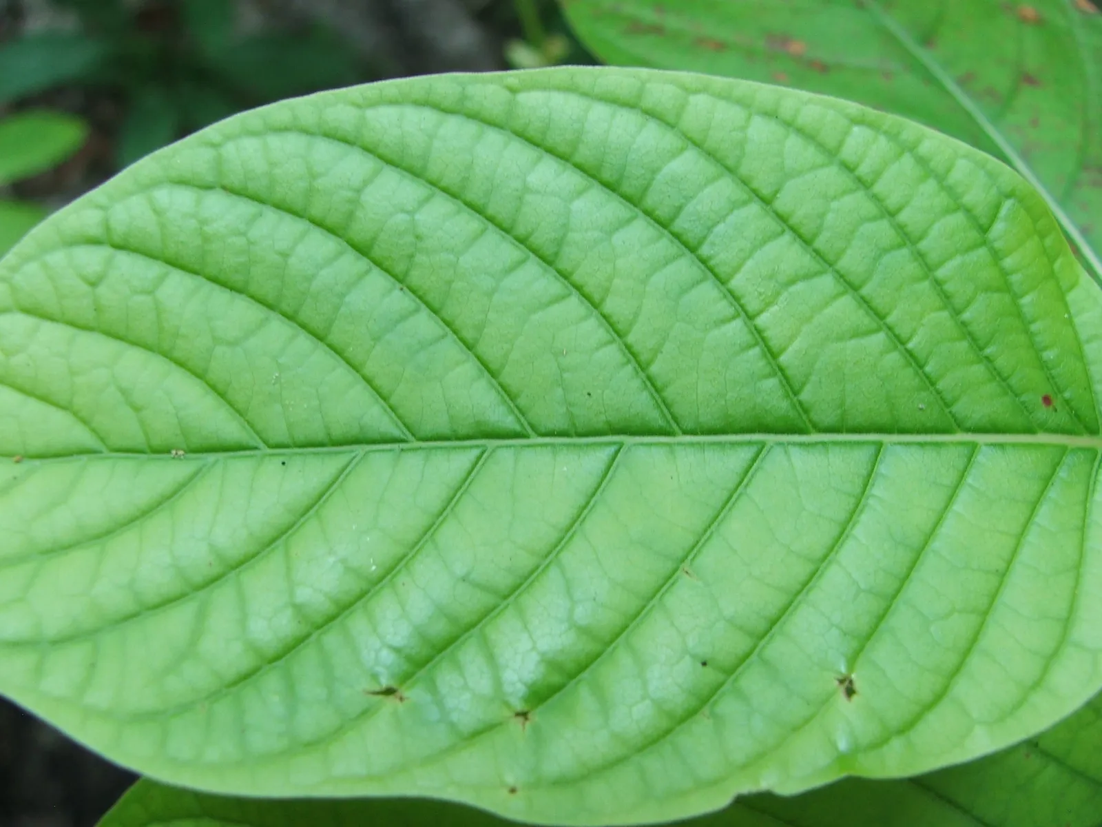 A leaf of Mitragyna speciosa, the kratom plant.
