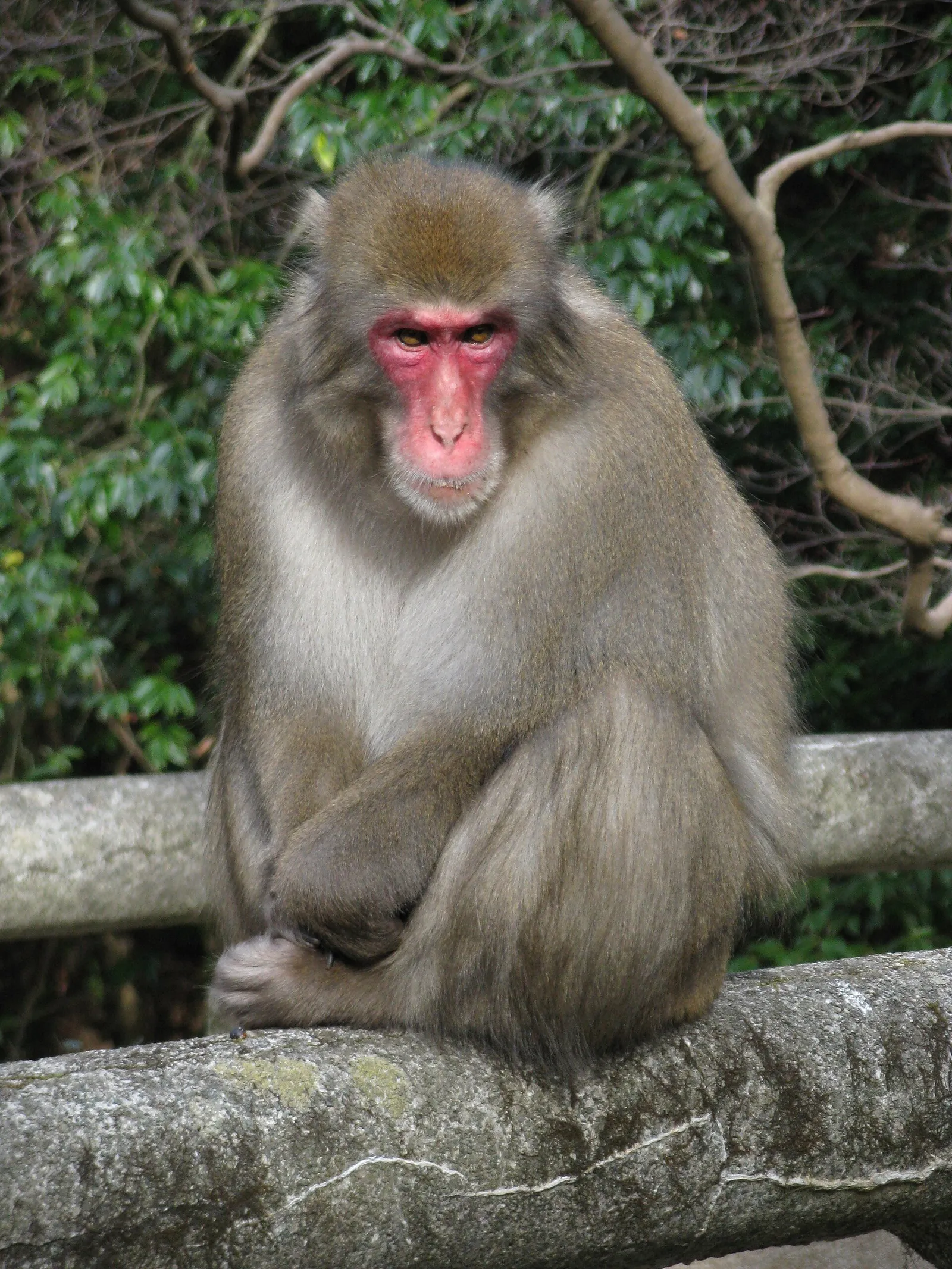 A Japanese macaque (an illustrative photo, not Punch)