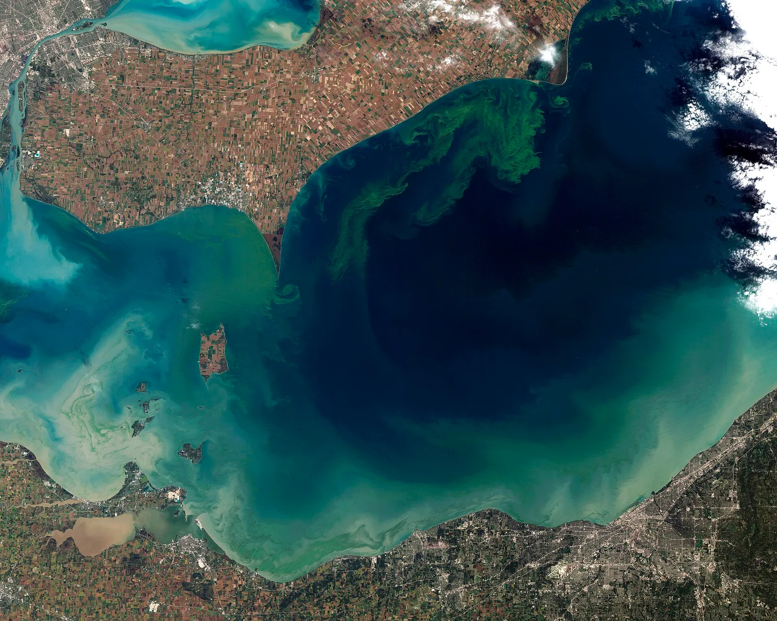 A green algal bloom swirling across the water of Lake Erie.