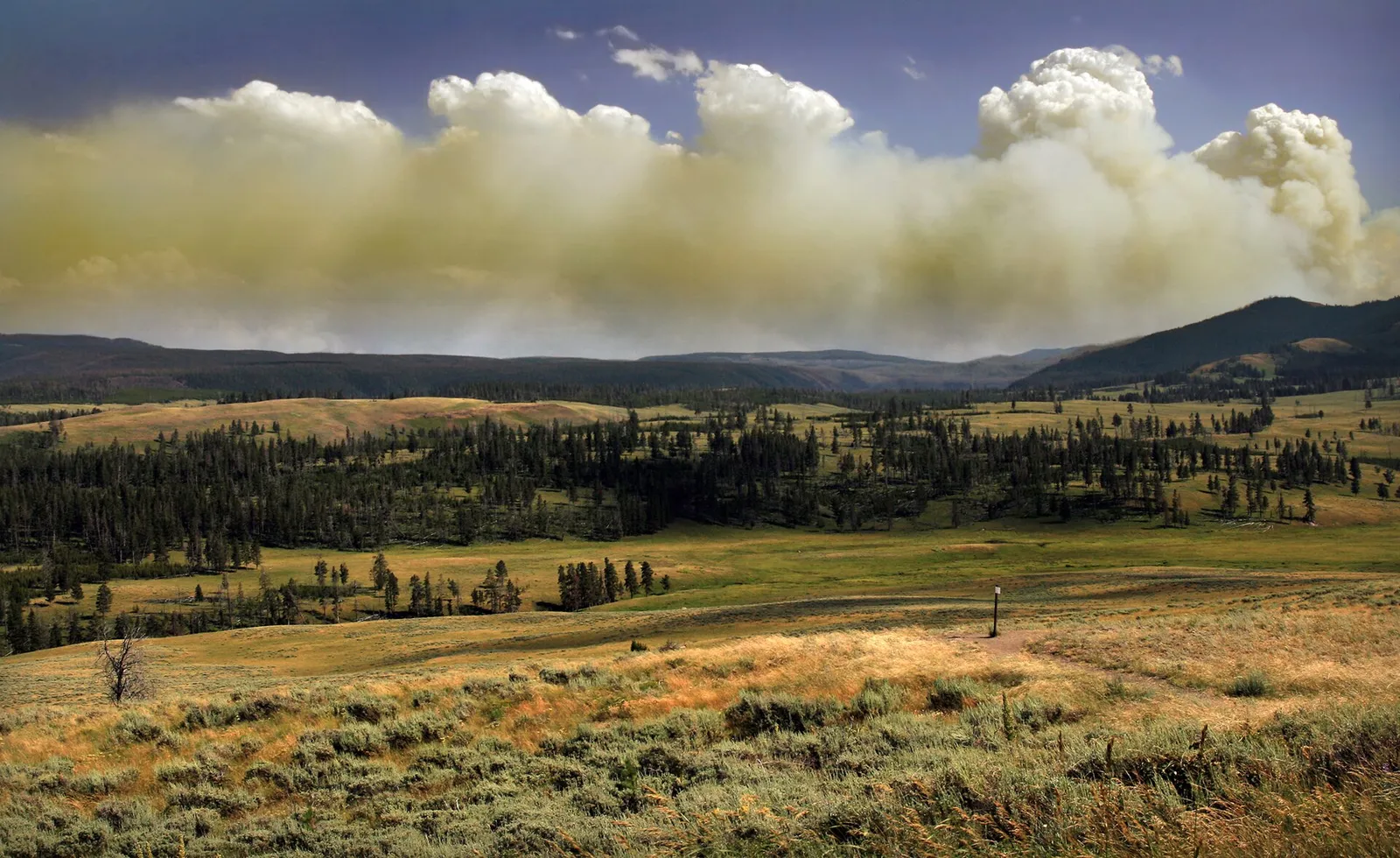 A wildfire burning through forest, throwing up a tall pyrocumulus smoke column