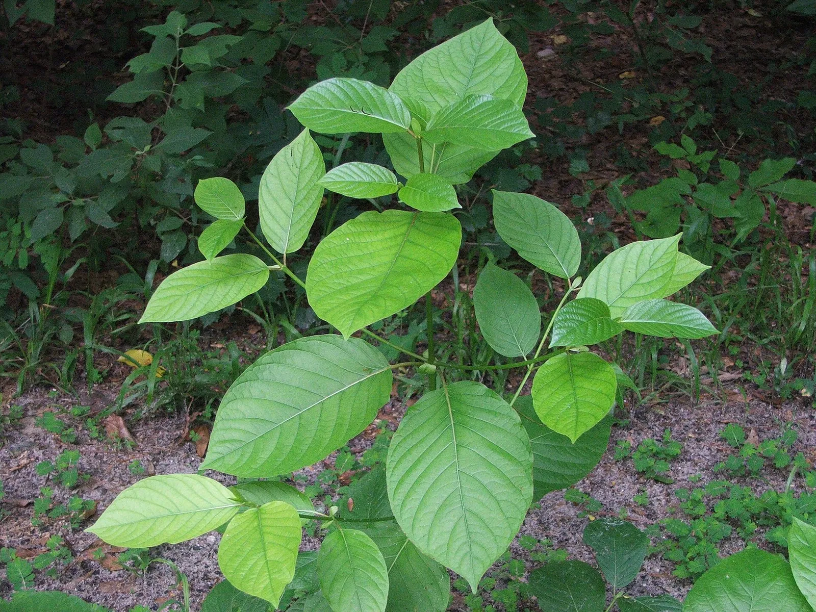 Leaves of Mitragyna speciosa, the plant from which kratom is derived.
