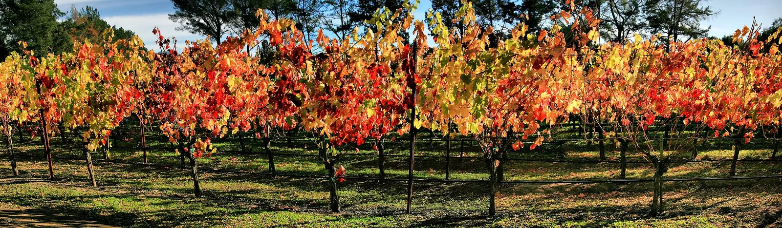 Vineyards in Napa Valley, California.