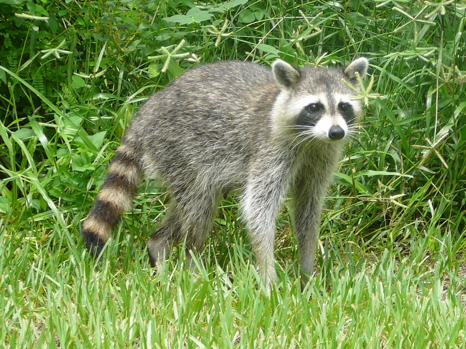 A common raccoon