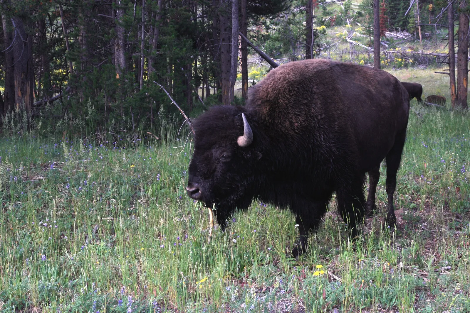 An American bison in Yellowstone National Park.