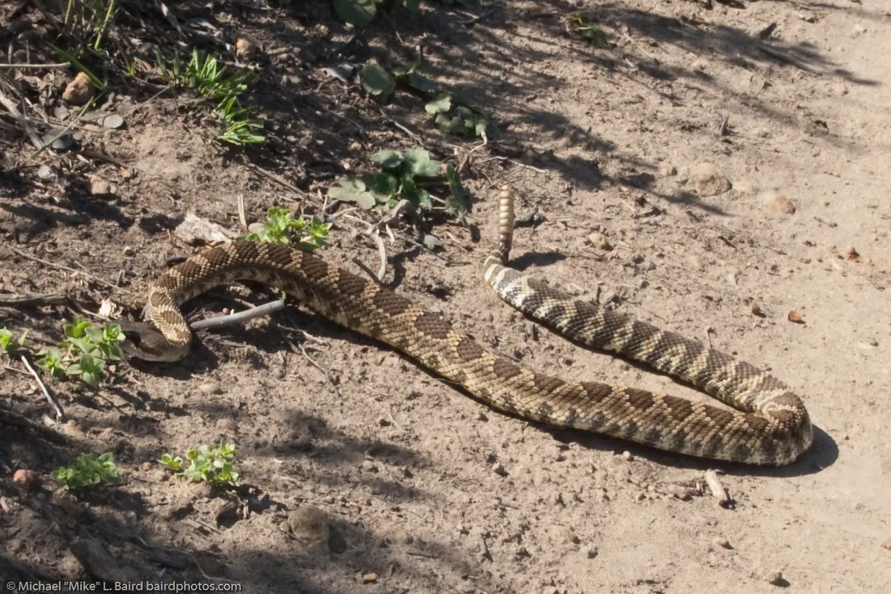 A Southern Pacific rattlesnake, the species most often found in coastal Southern California