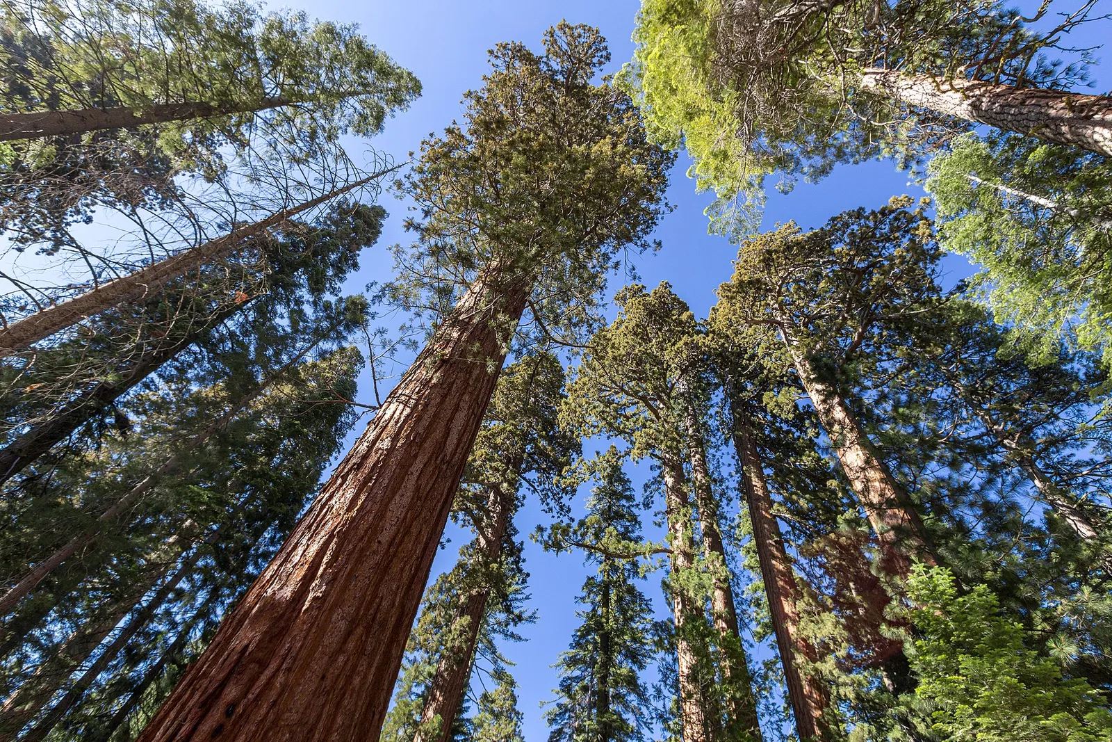 Giant sequoias in the Mariposa Grove, Yosemite National Park