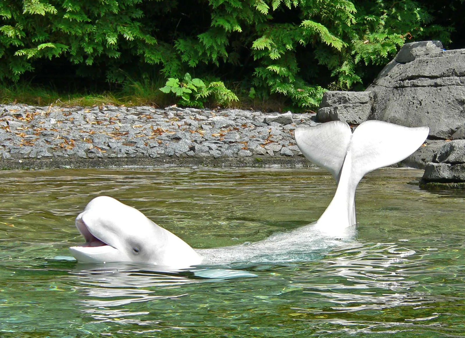 A beluga whale in shallow water