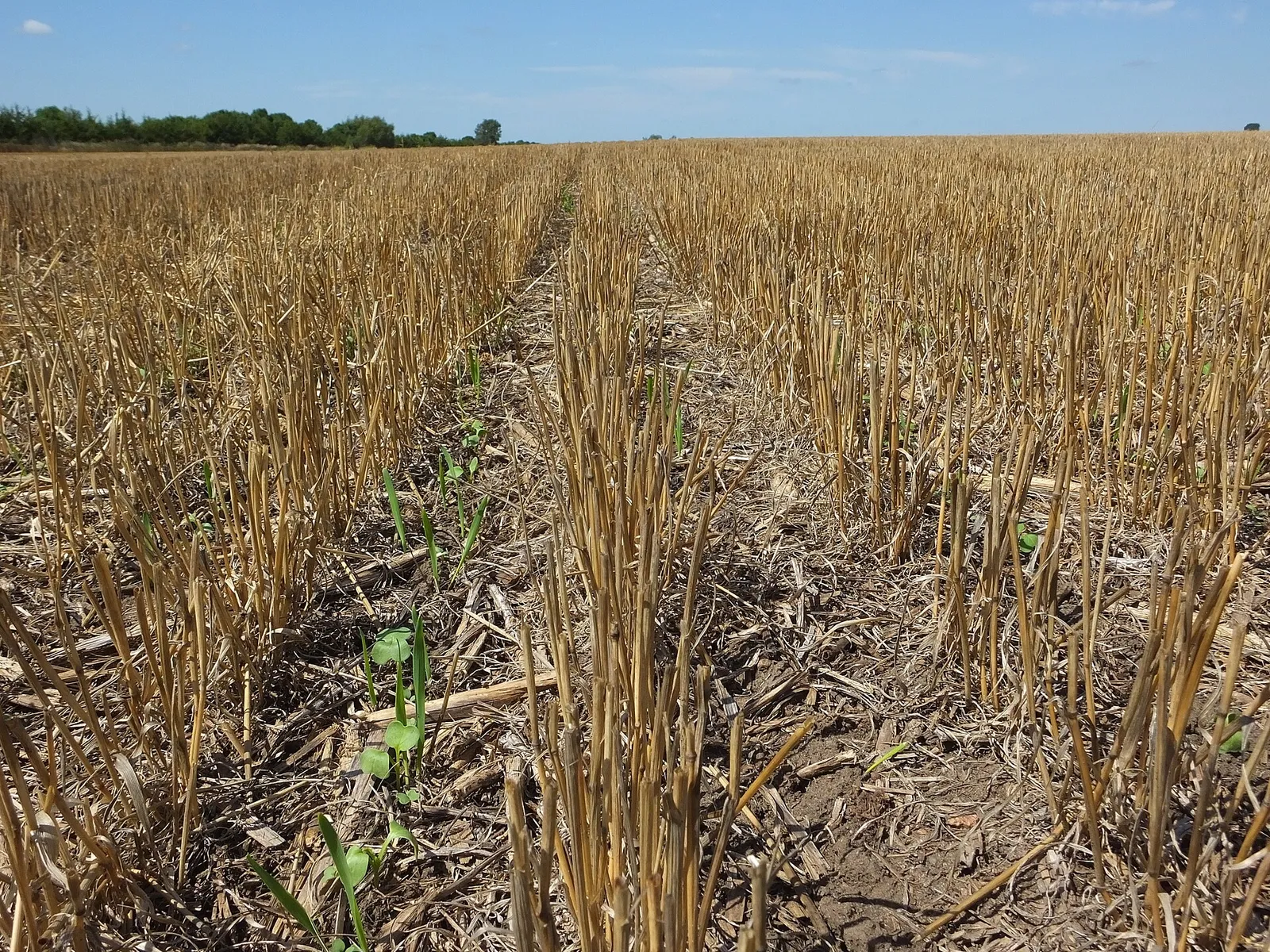 Row crops growing on farmland.