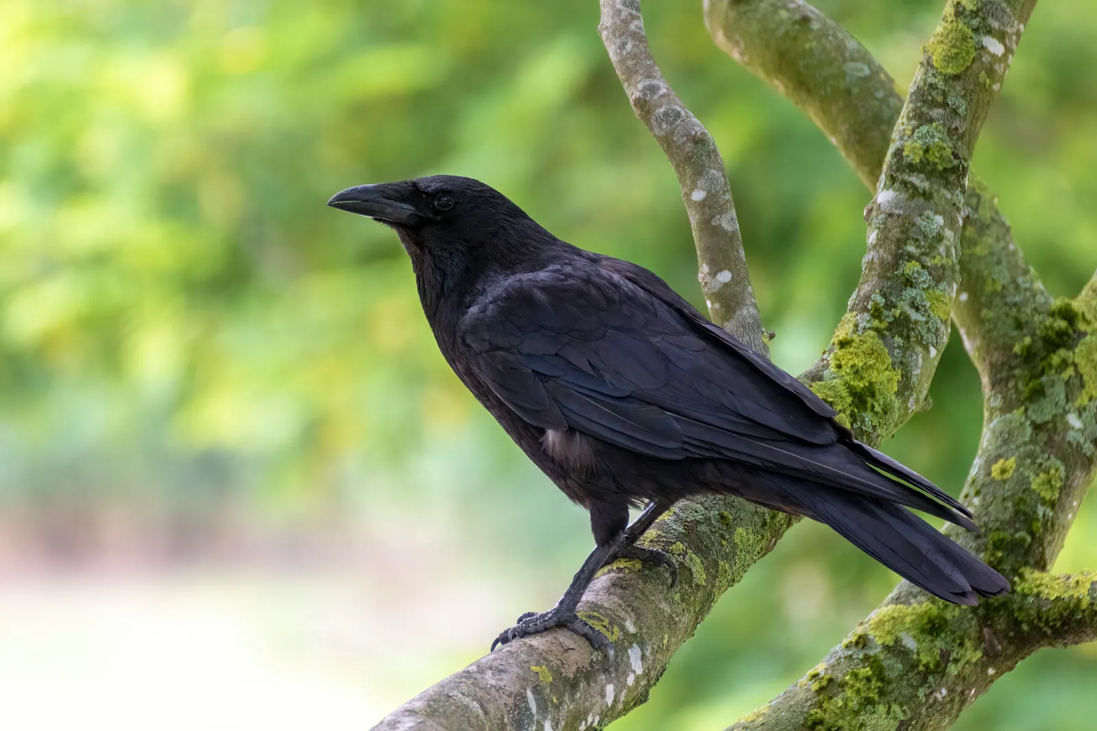A carrion crow perched on a branch.