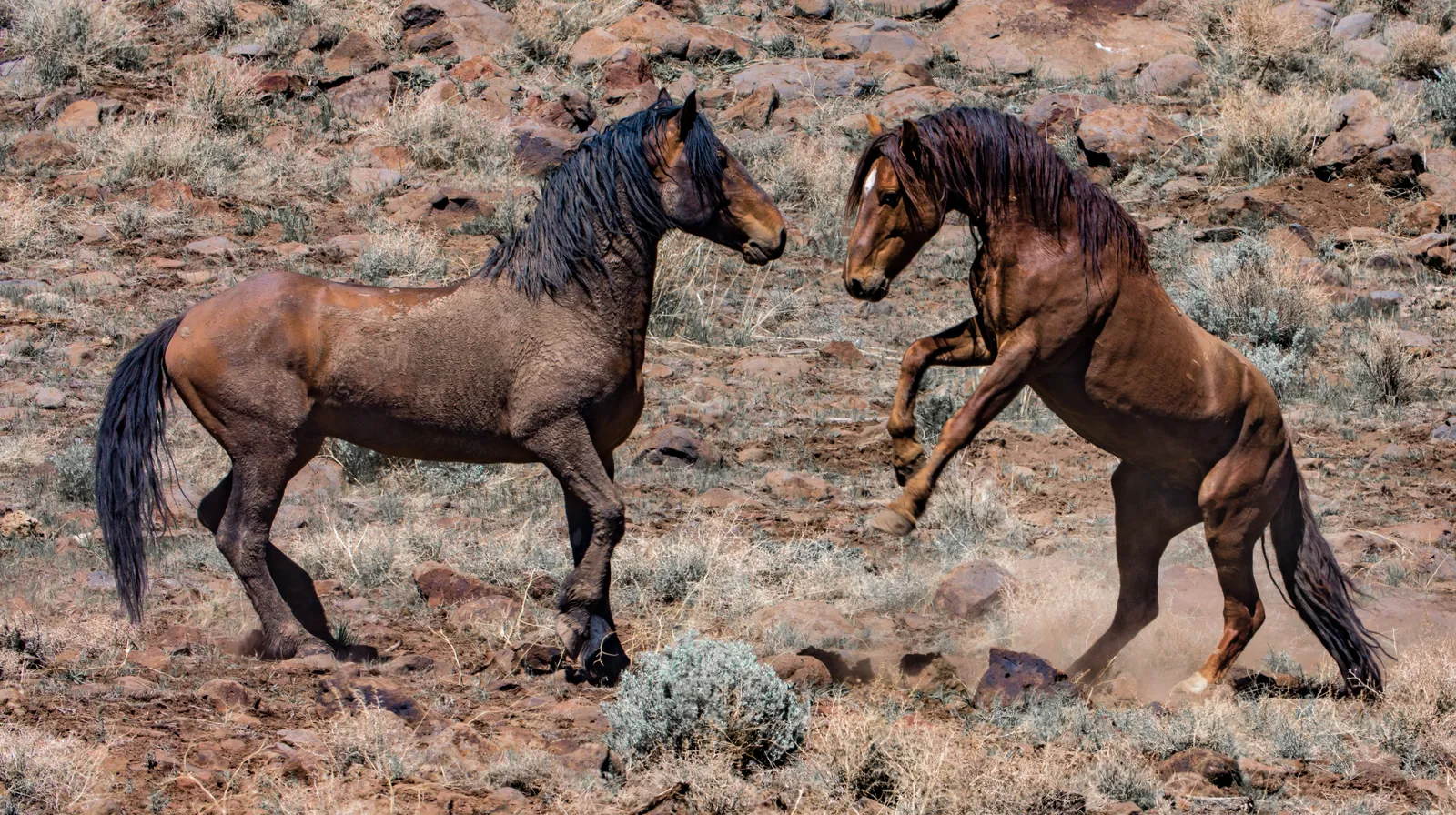 Wild horses on a California rangeland.