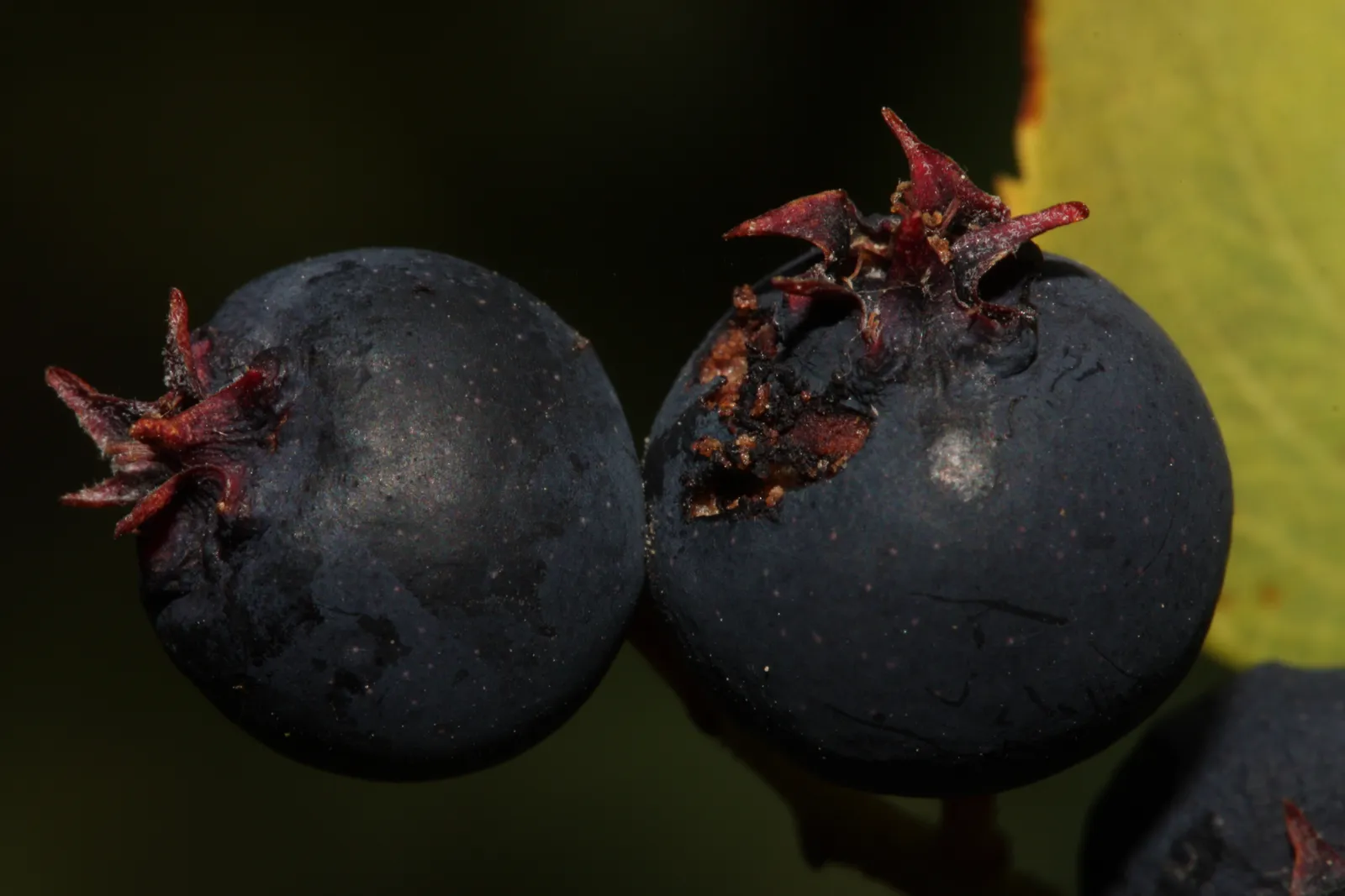 Ripe saskatoon (Amelanchier alnifolia) berries on the branch.