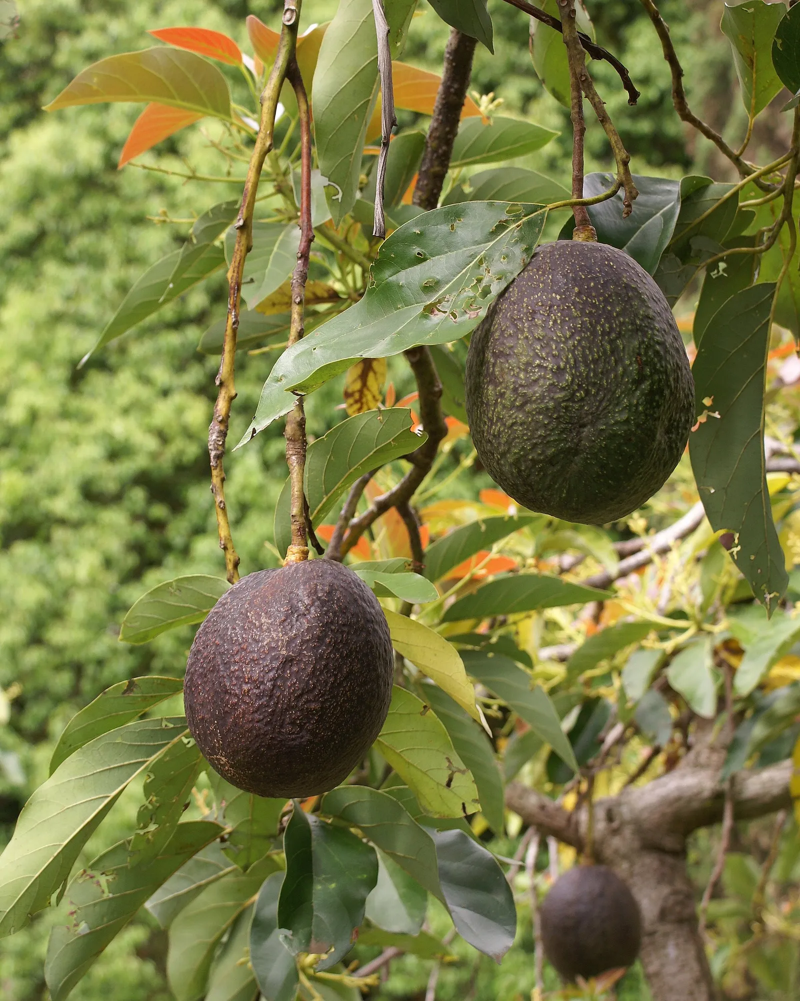 Avocados growing on a tree