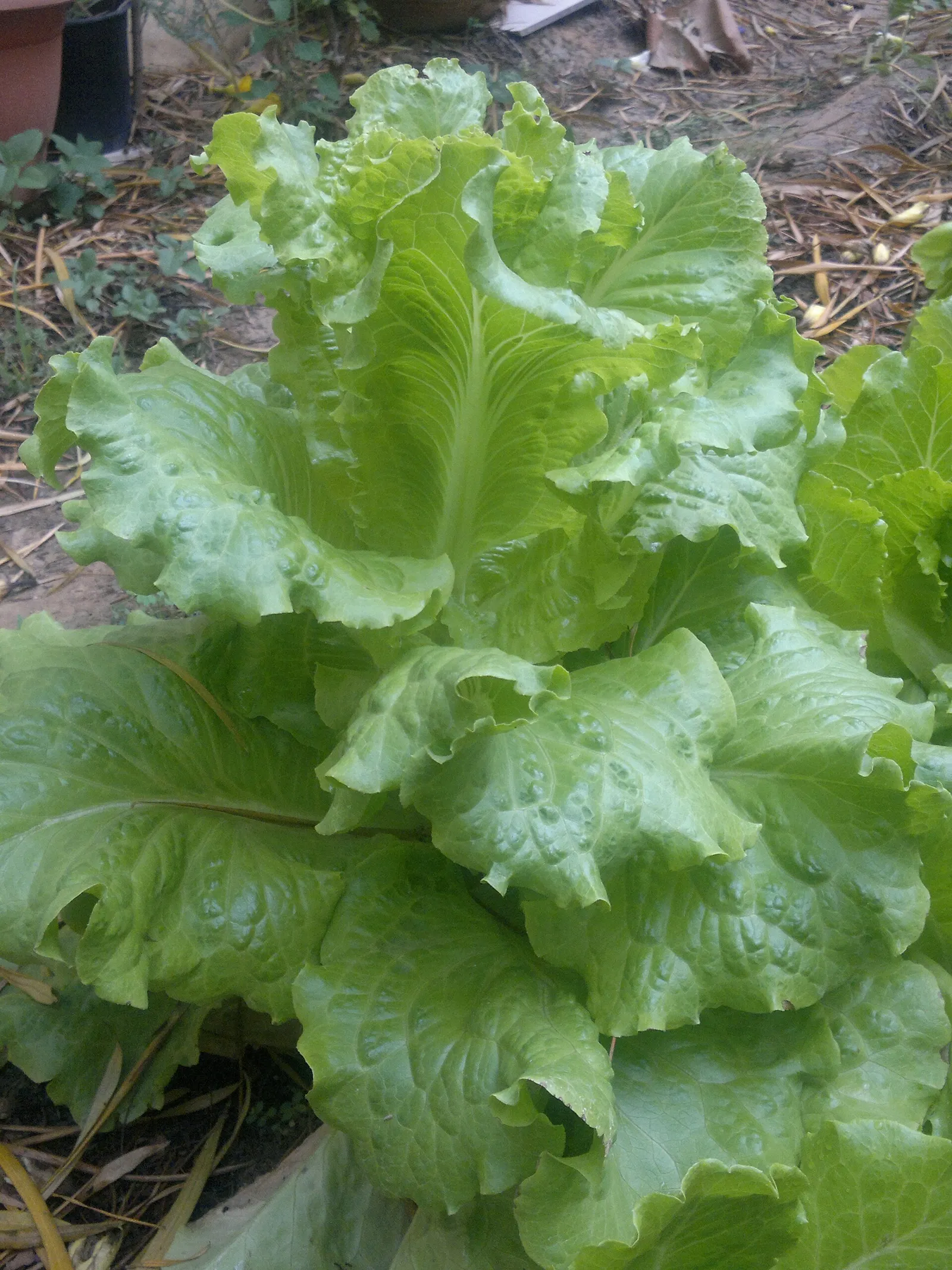 Heads of iceberg lettuce