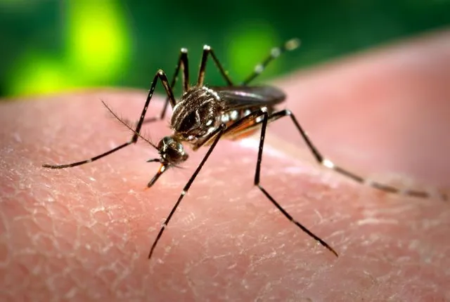 An Aedes aegypti mosquito, the main carrier of dengue.