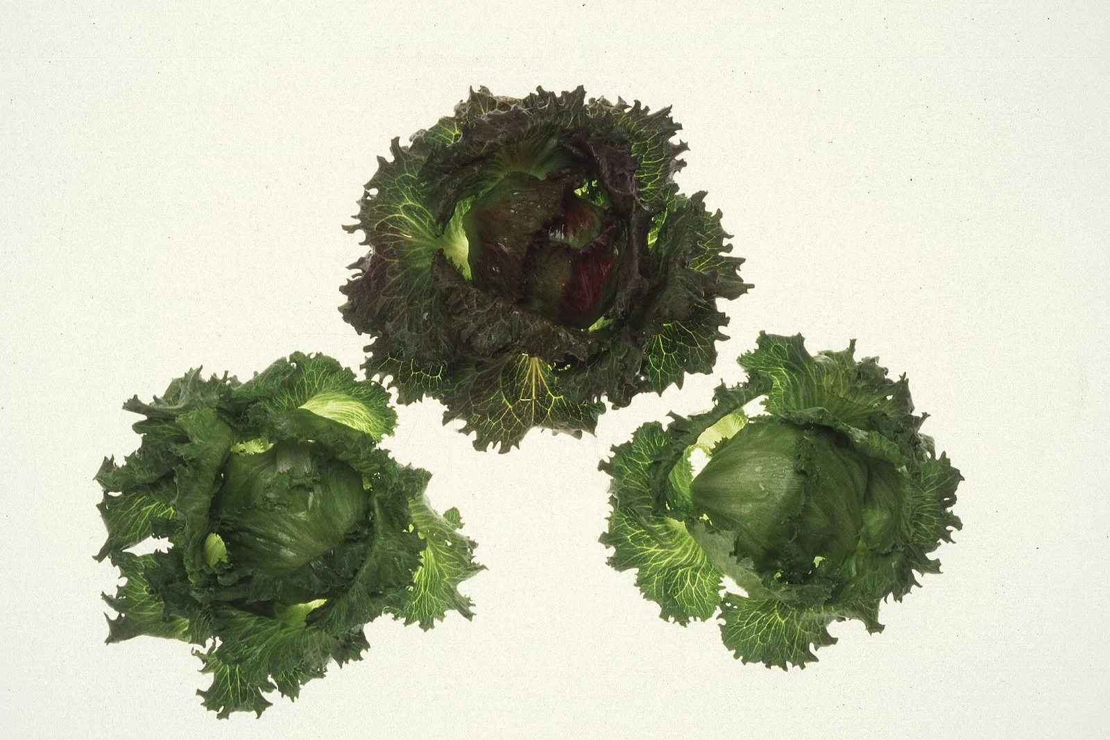 Heads of iceberg lettuce