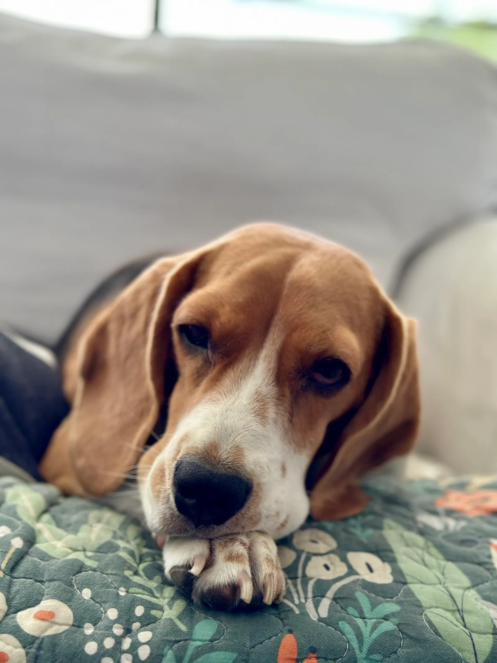 A dog resting calmly on a sofa at home.