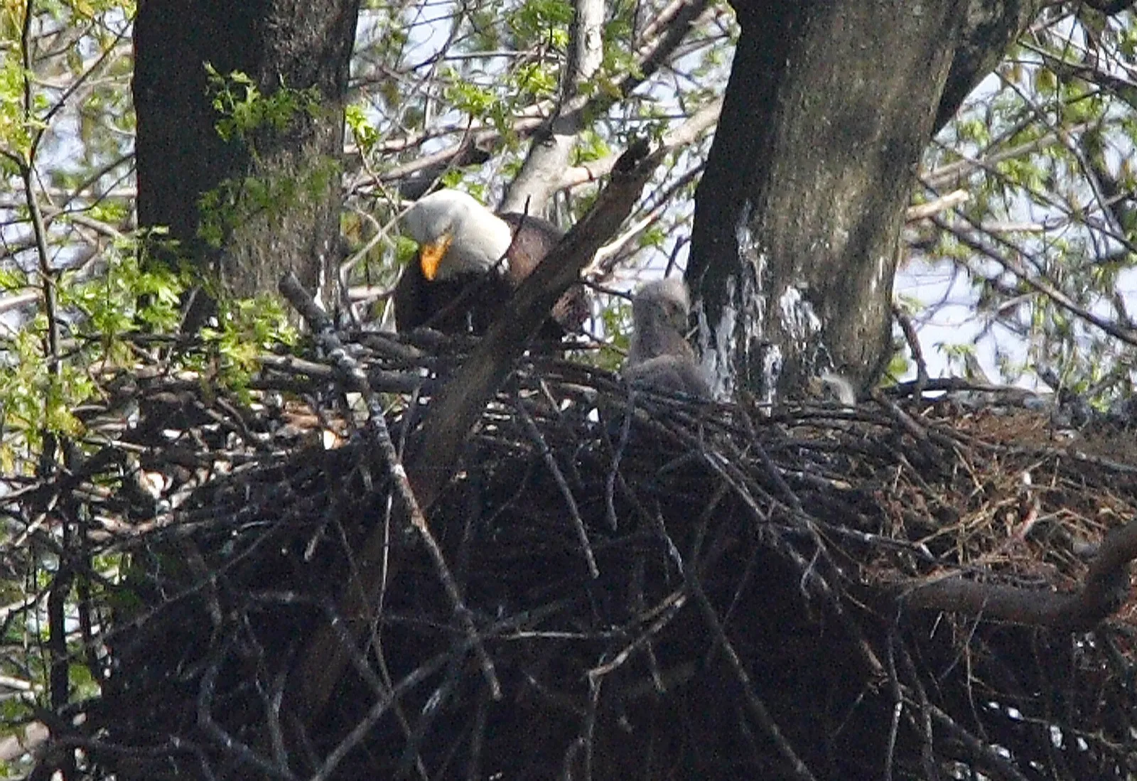 An adult bald eagle with a young eaglet in a nest.