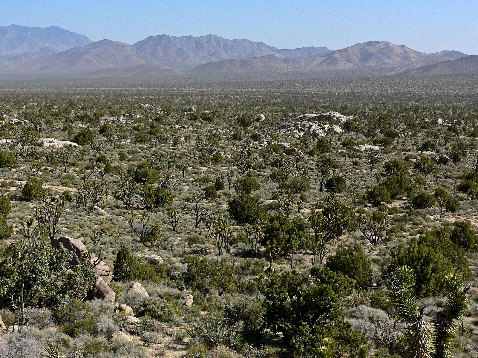 A landscape in California's Mojave Desert