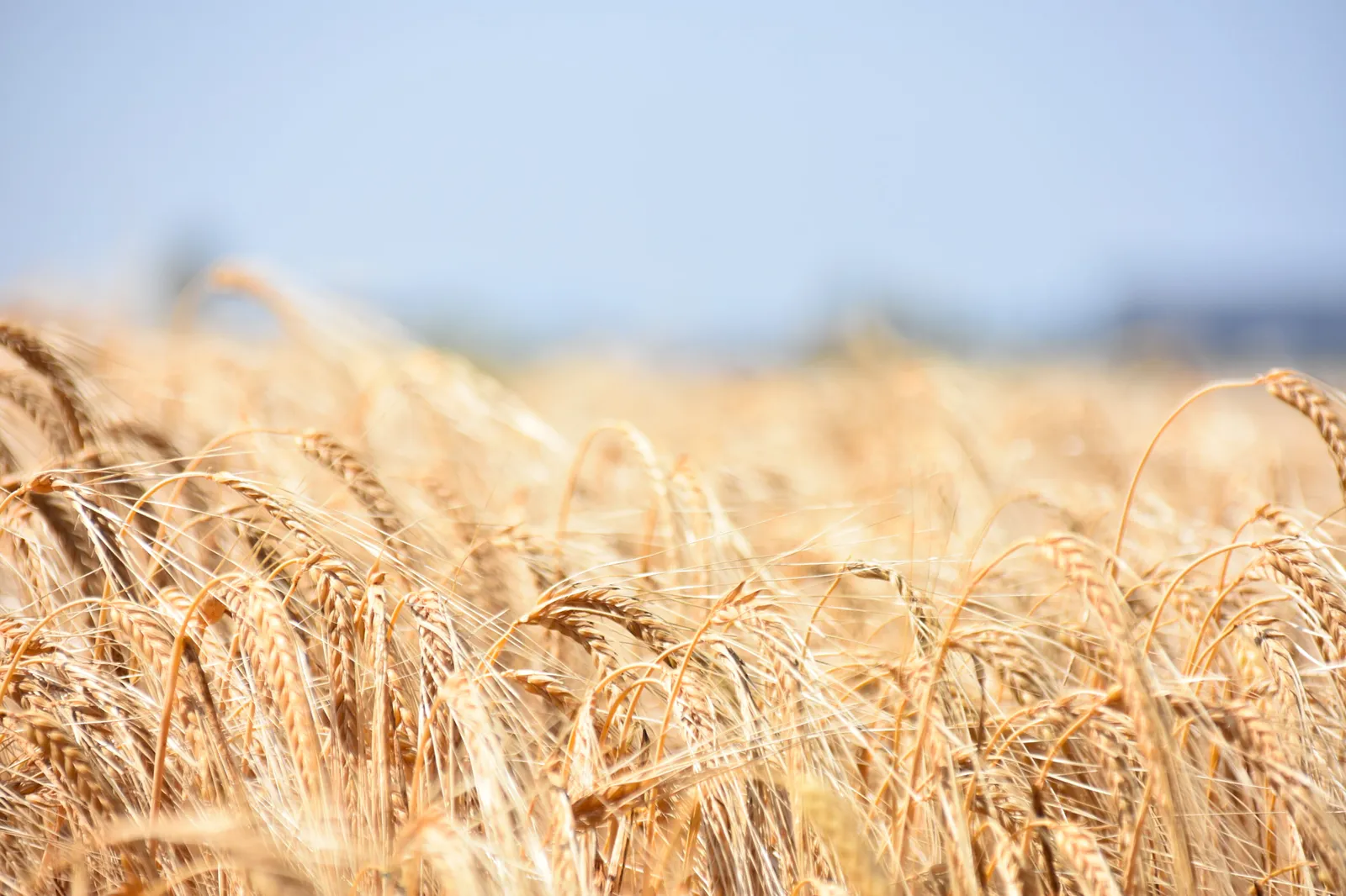 A cereal field in summer.