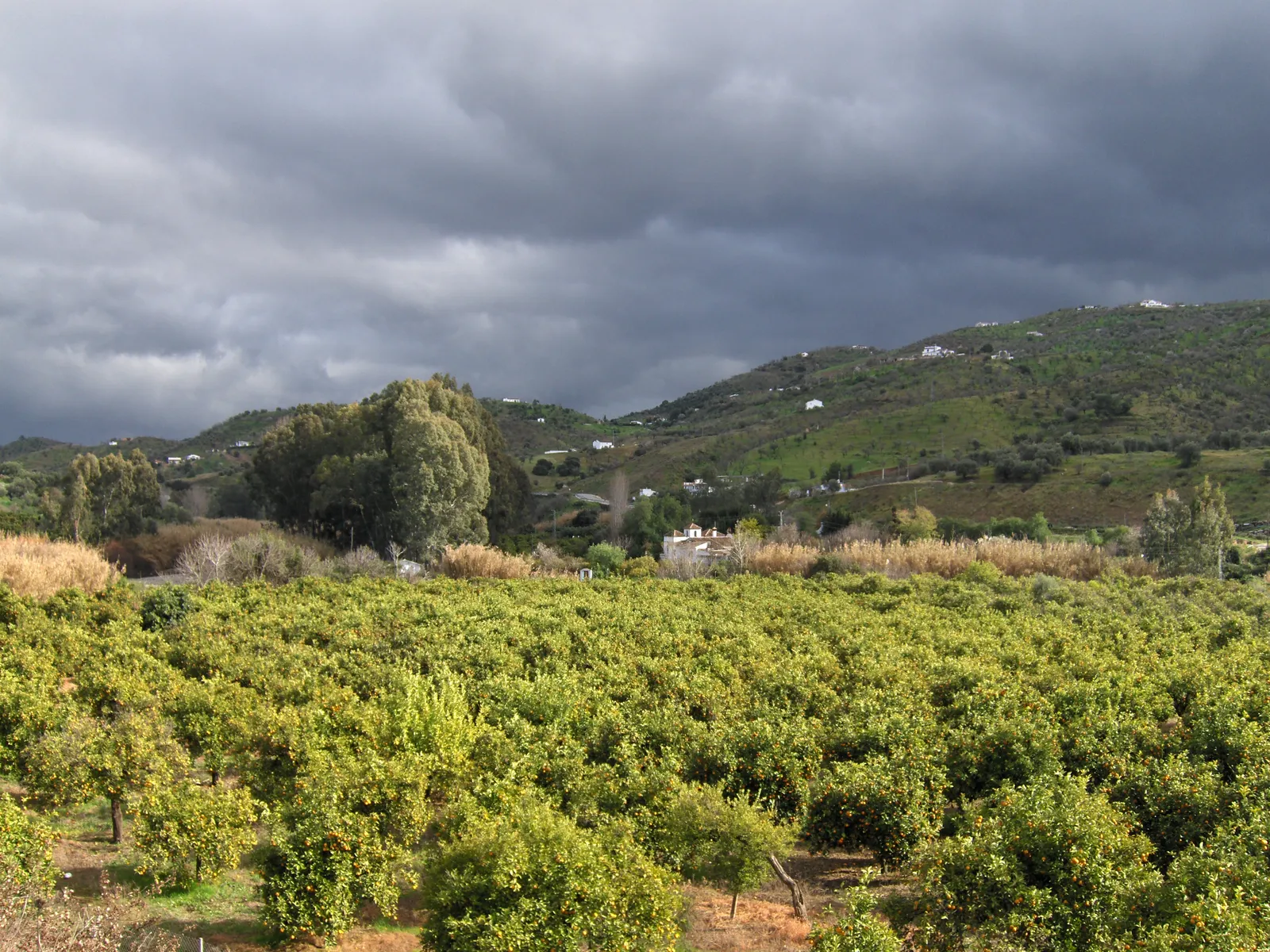 Rows of orange trees in a citrus grove.