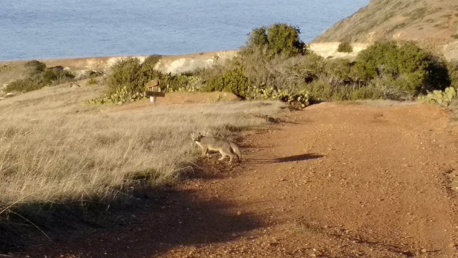 A Catalina Island fox, a small subspecies found only on Santa Catalina Island.