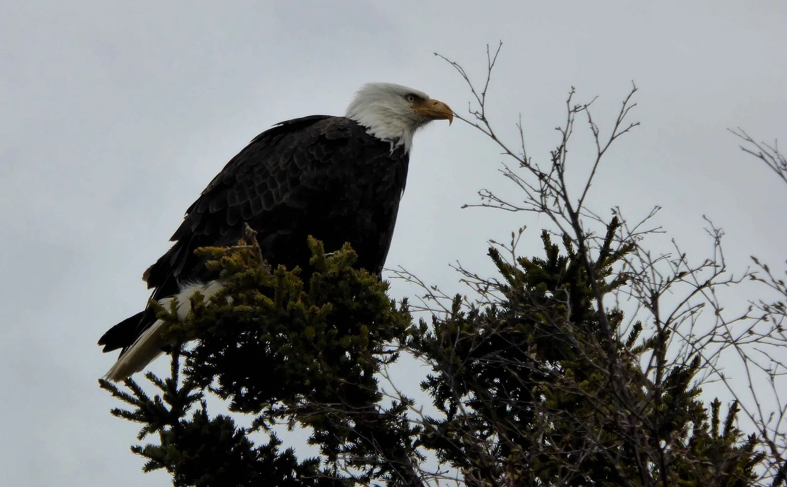 A bald eagle perched, wings folded