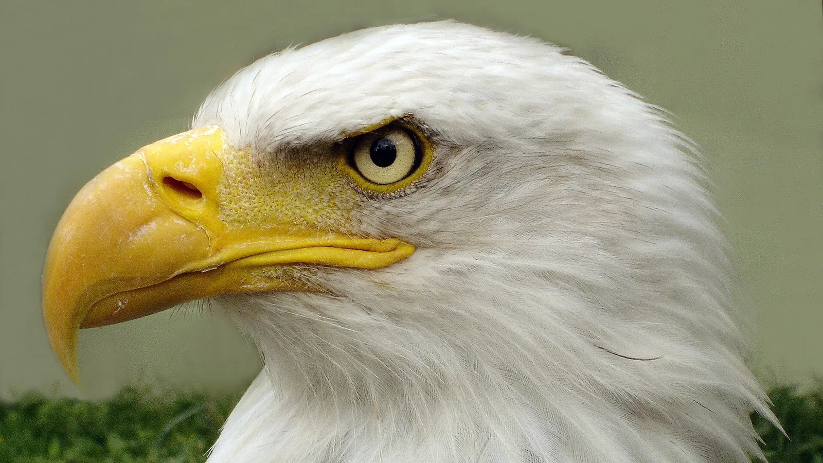 A close-up of a bald eagle