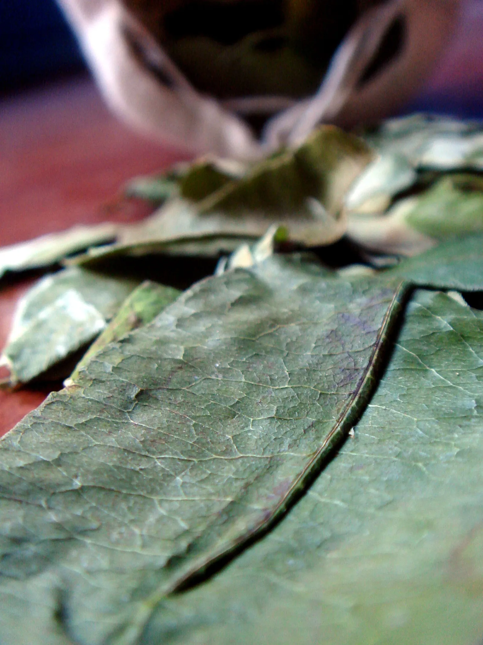 Coca leaves