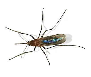 A Culex mosquito, the type that transmits West Nile virus.